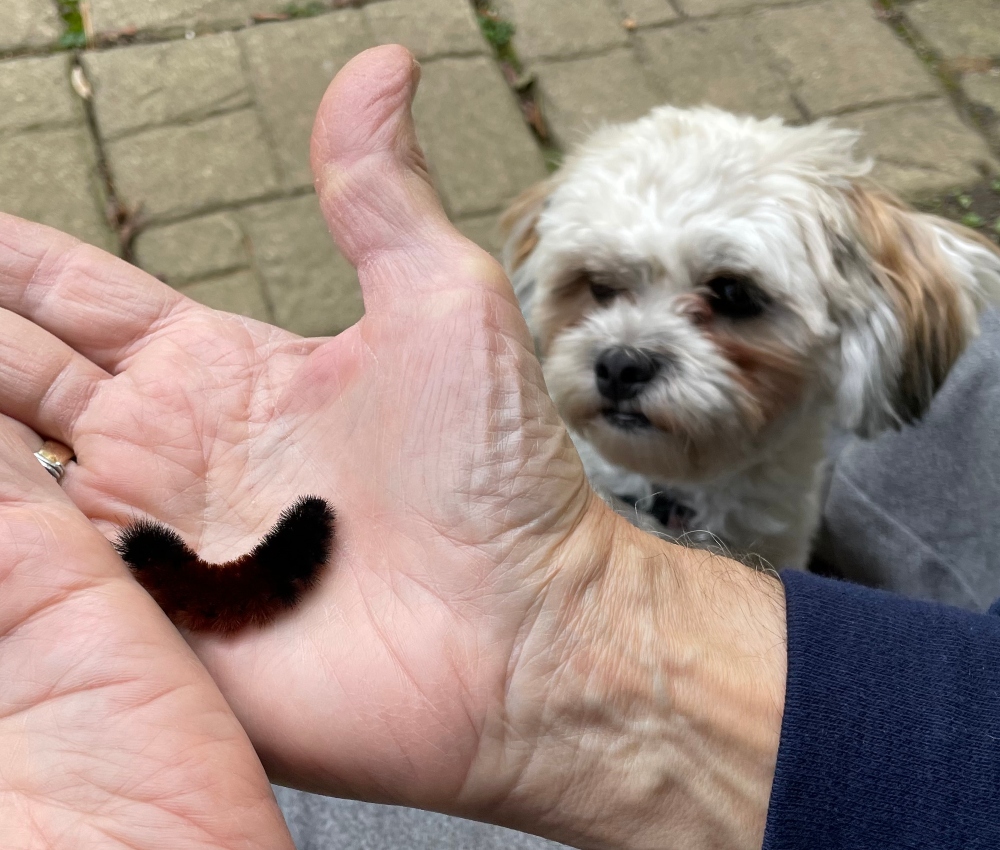 catapillar 1.jpg
