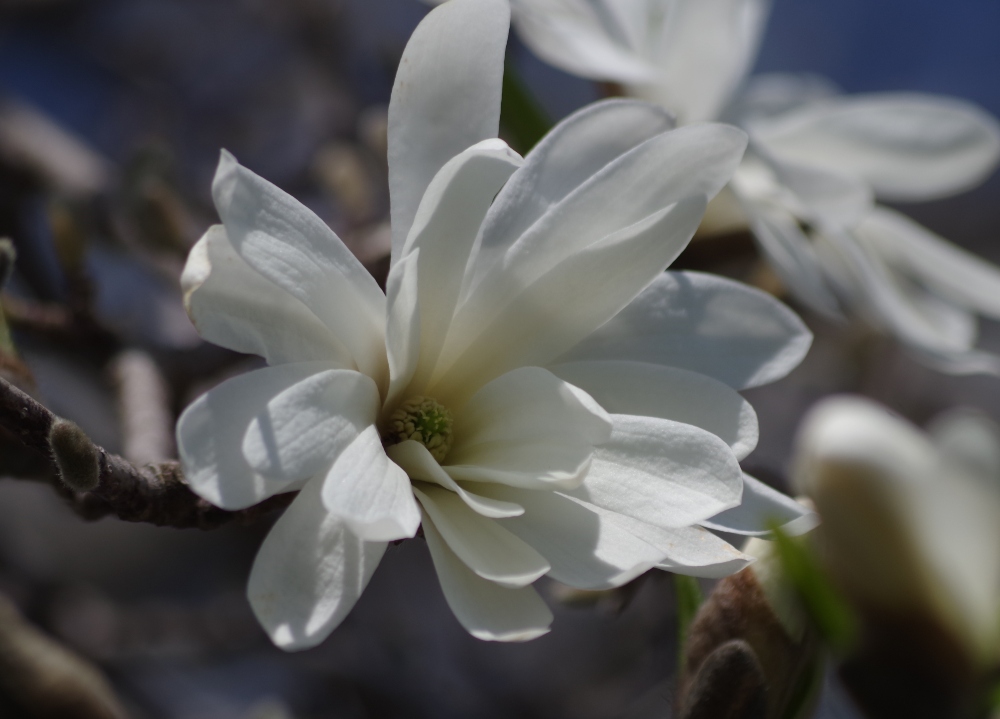 flowers-white-magnolia.jpg