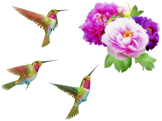 flowers-and-hummingbirds-4880959_640.png