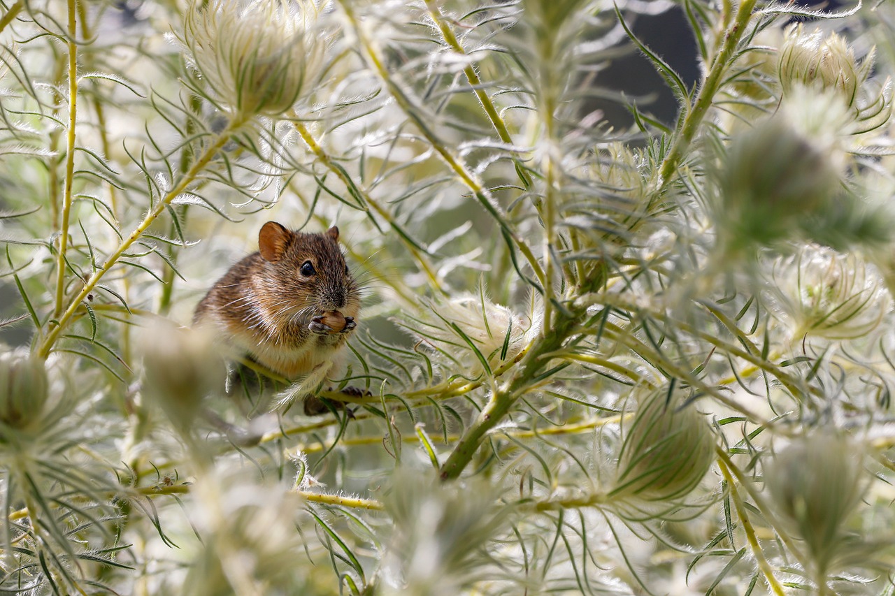 animal-4691724_1280.jpg