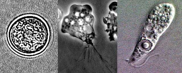 naegleria-fowleri-lifecycle-stages-70bb5c-640.jpg