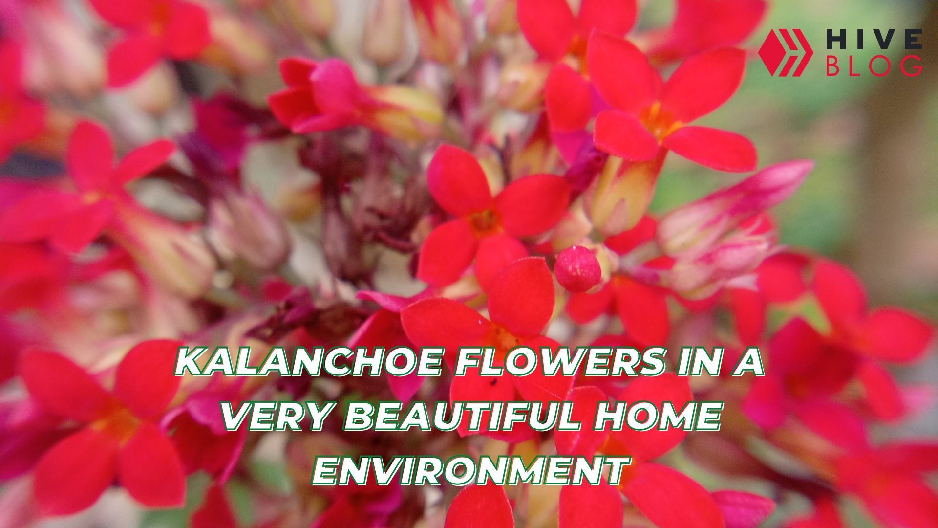 Kalanchoe flowers in a very beautiful home environment.jpg