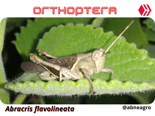 Automeris cf. jucunda (4).png