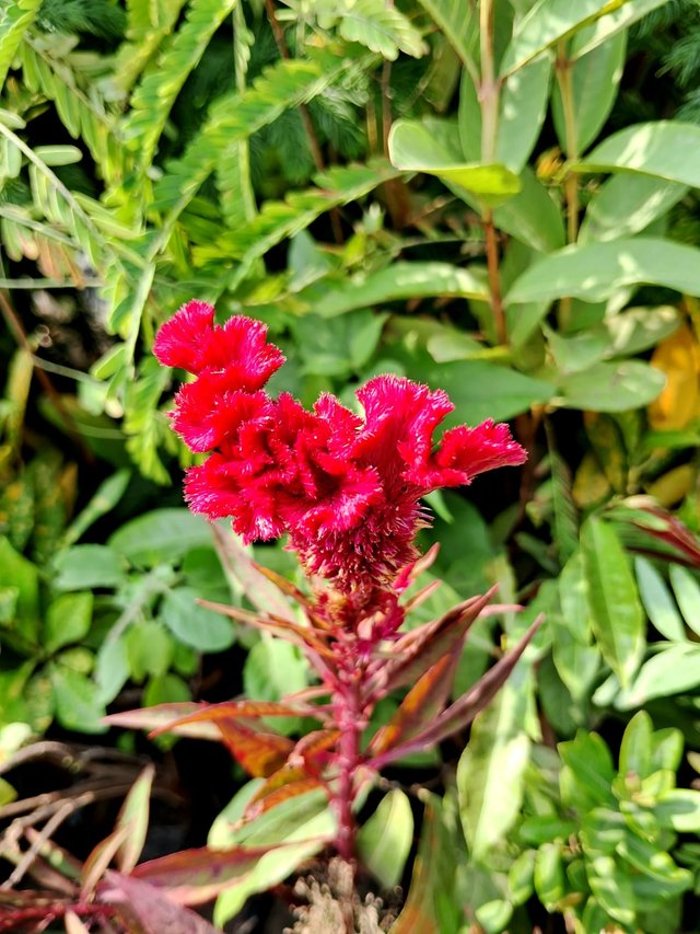 Cockscomb flower 3.jpg