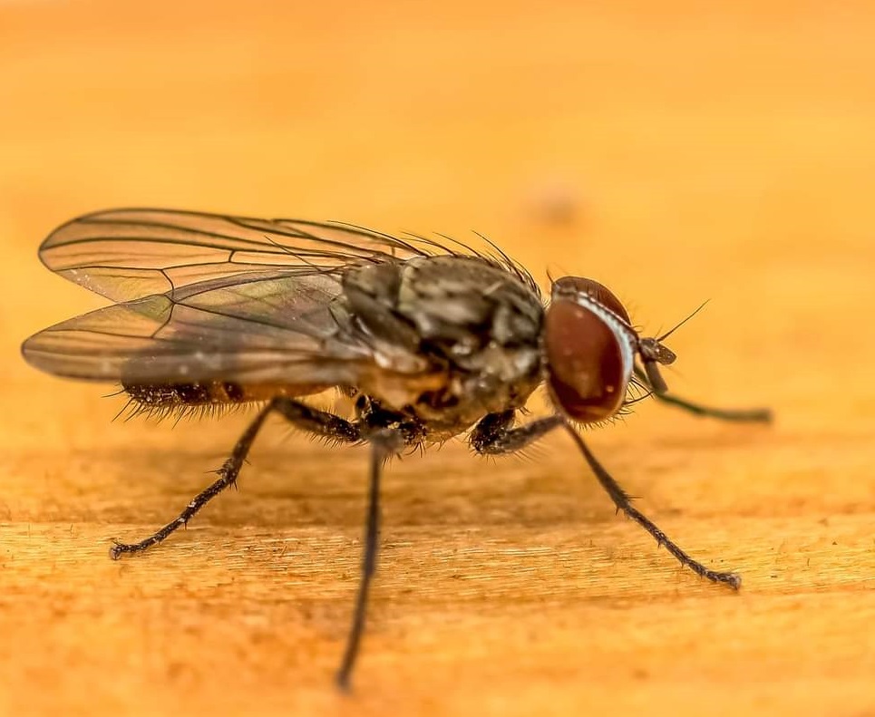 house fly insects (11).jpg