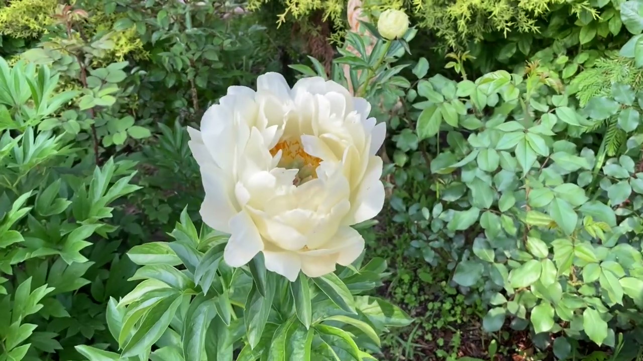 peony.jpg