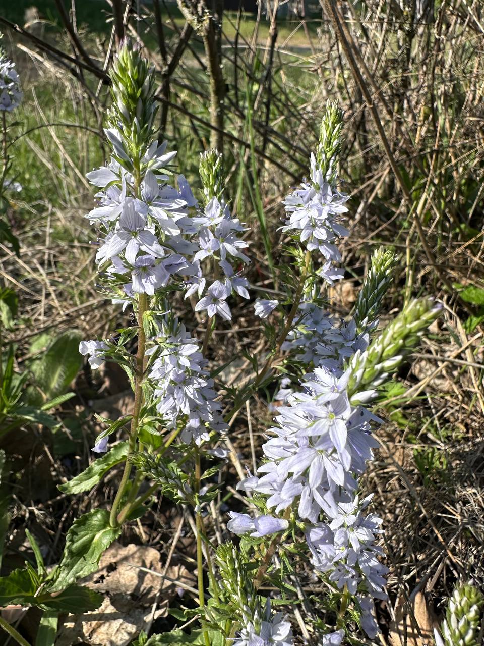 IMG_5930.jpeg