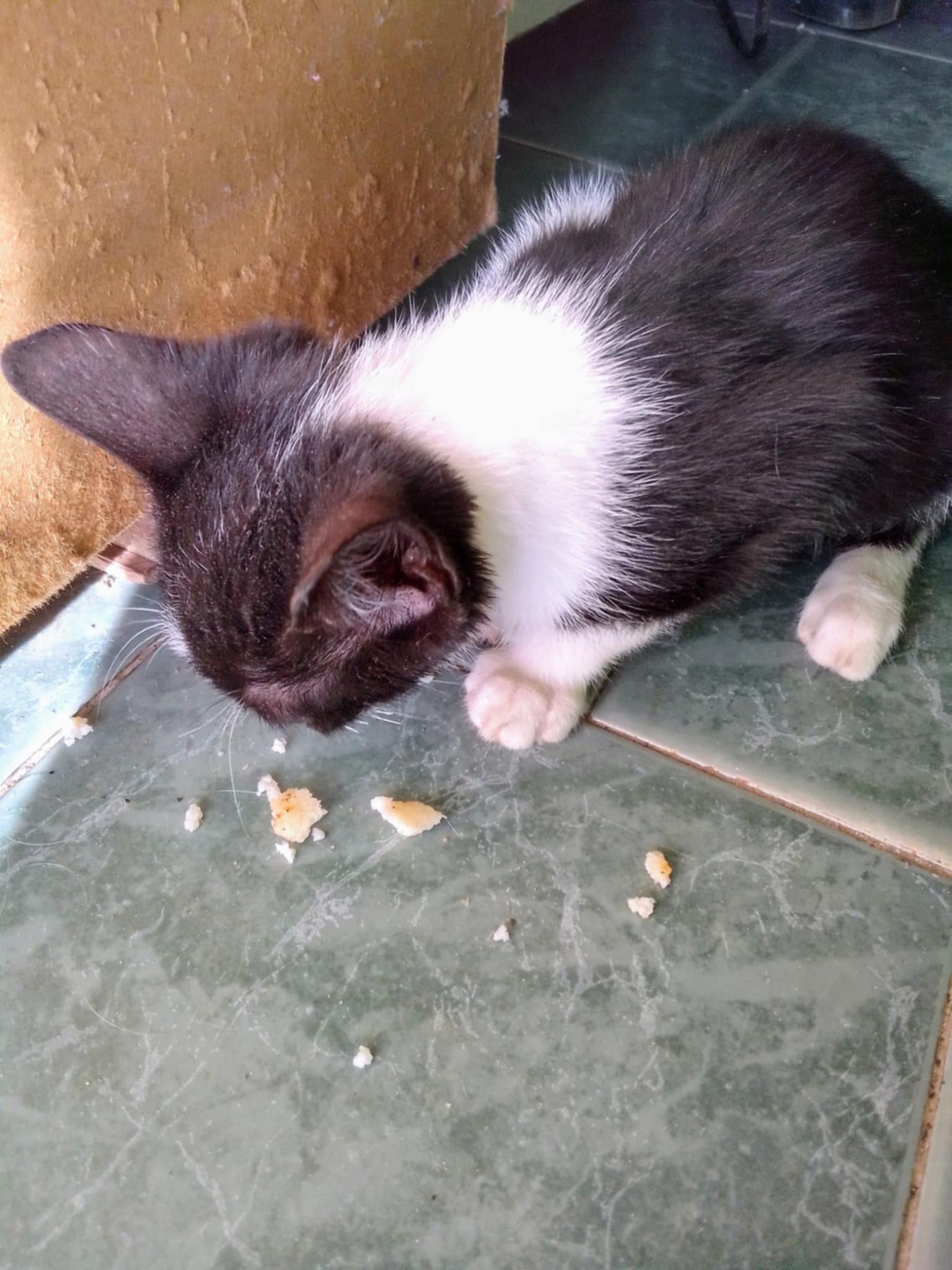 gato2.jpg
