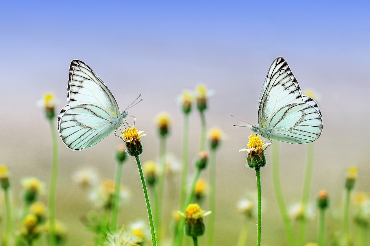 butterflies-1127666_1280.jpg