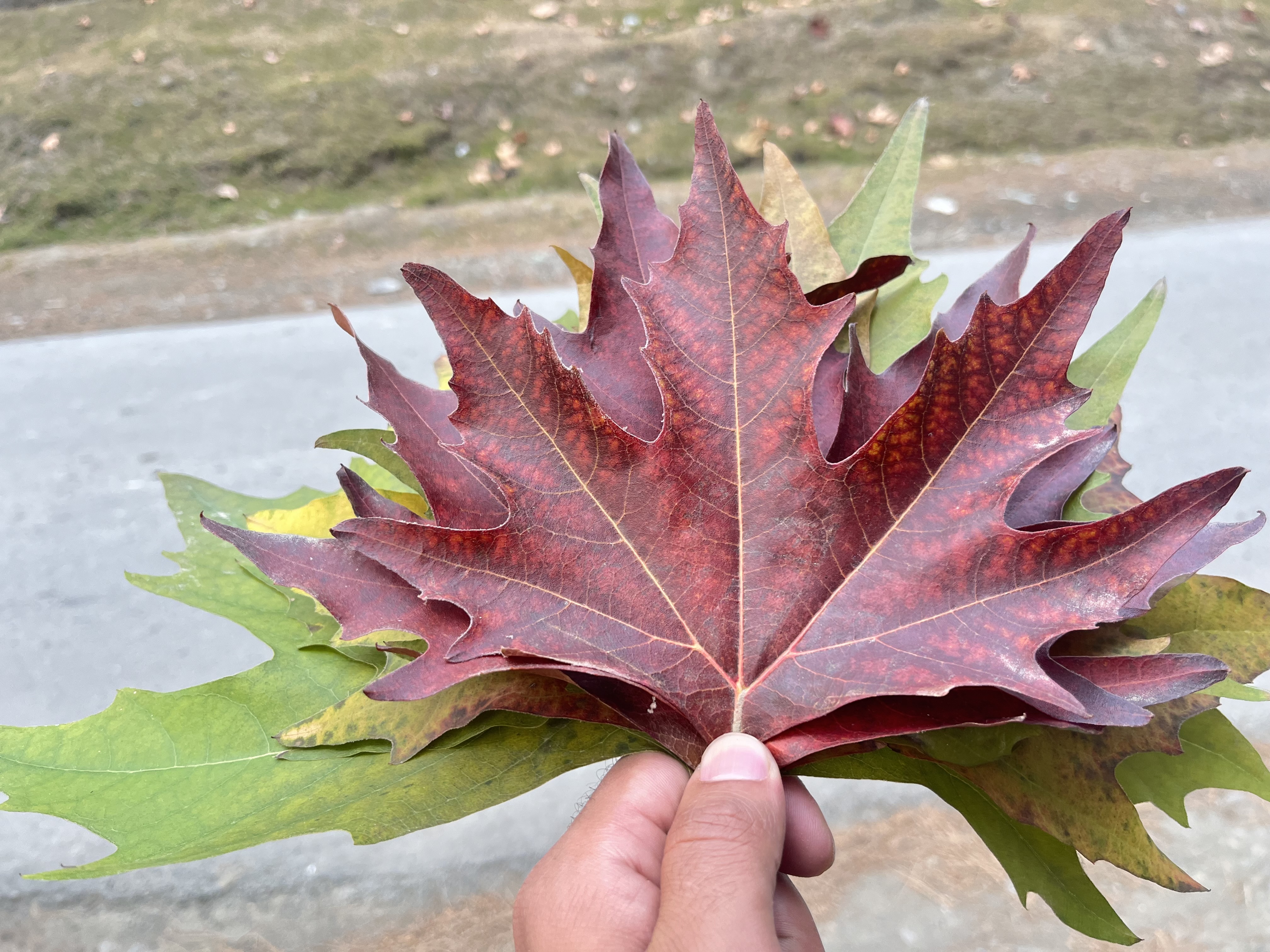 IMG_1437.jpeg