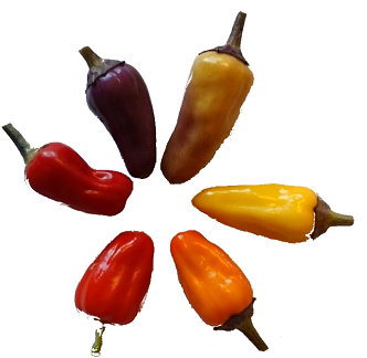 5kleurenchinesepepers.thumb.png.63a0206260f960c6610f20c52d55870e.png