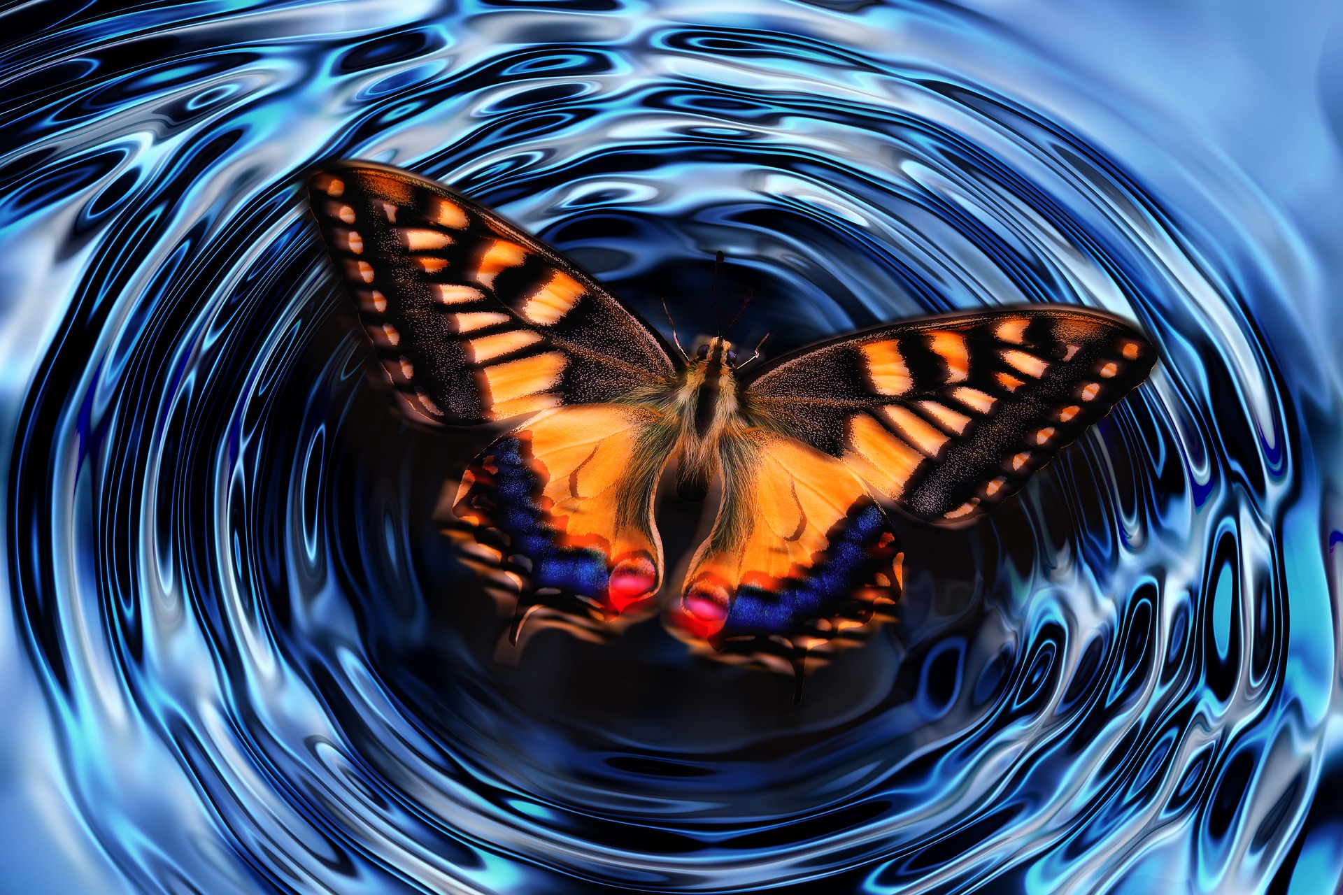 butterfly-gd6eb8418a_1920.jpg