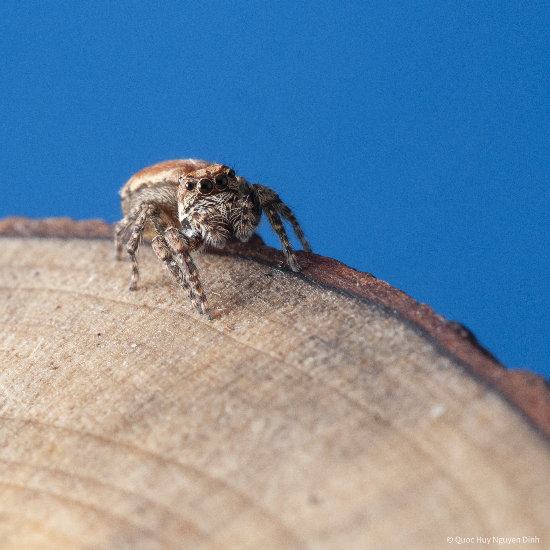 Jumping Spider - Servaea Villosa-15.jpg