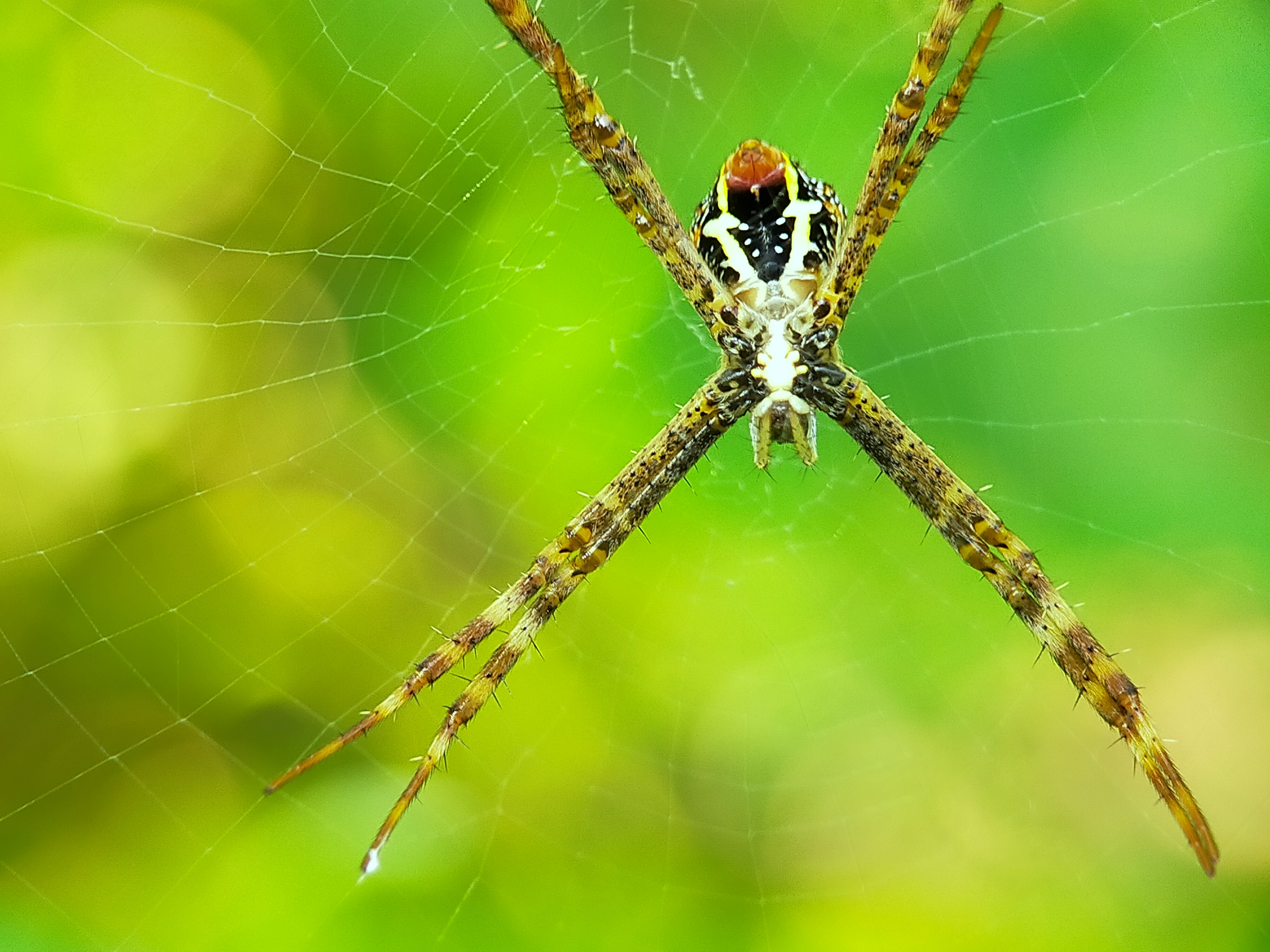 Spider (24).jpg