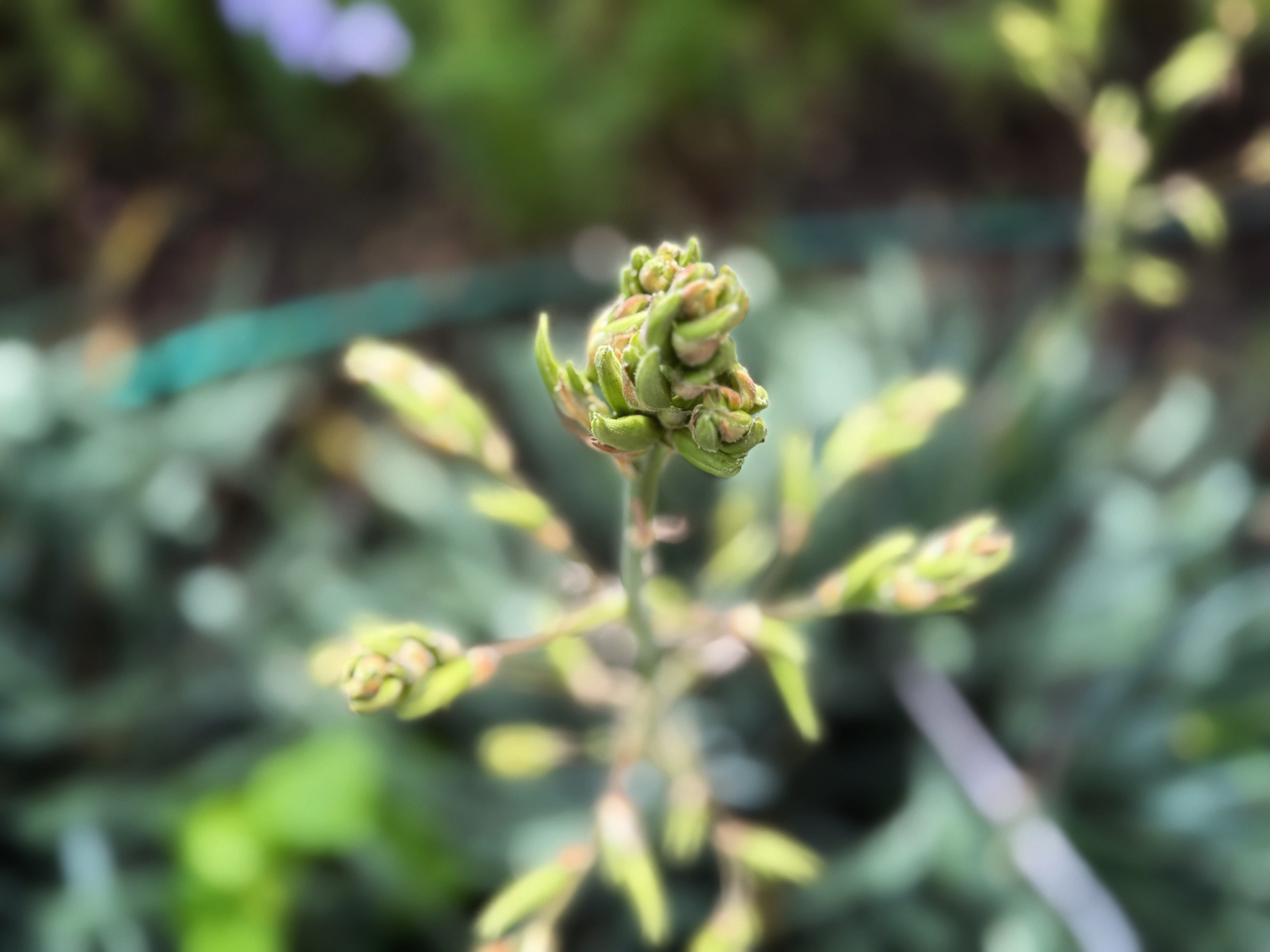 IMG_4023.jpeg