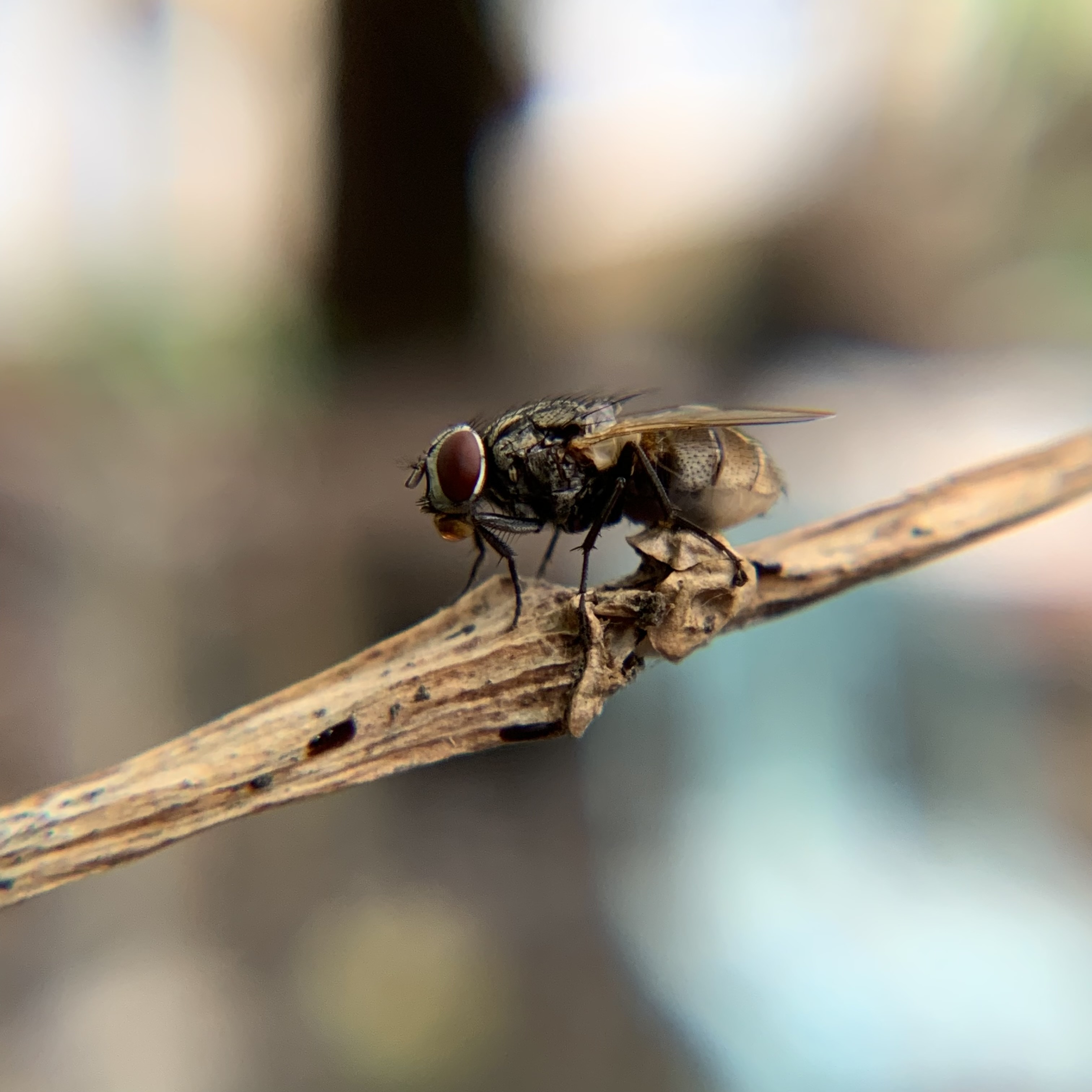 IMG_6856.jpeg
