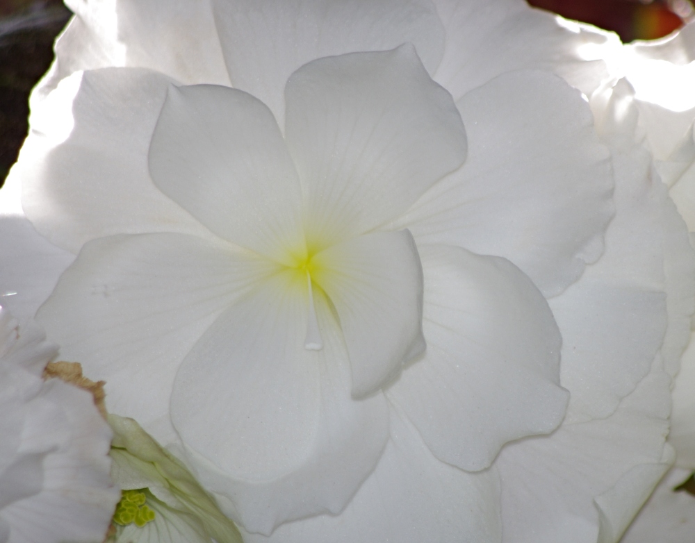 flowers-white-begonia-1.jpg
