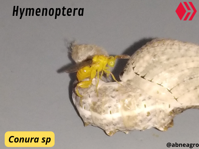 Automeris cf. jucunda (1).png