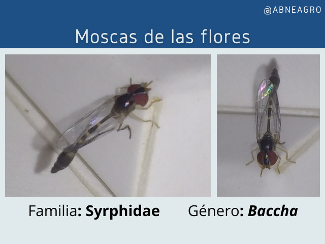 Mosca 1.png