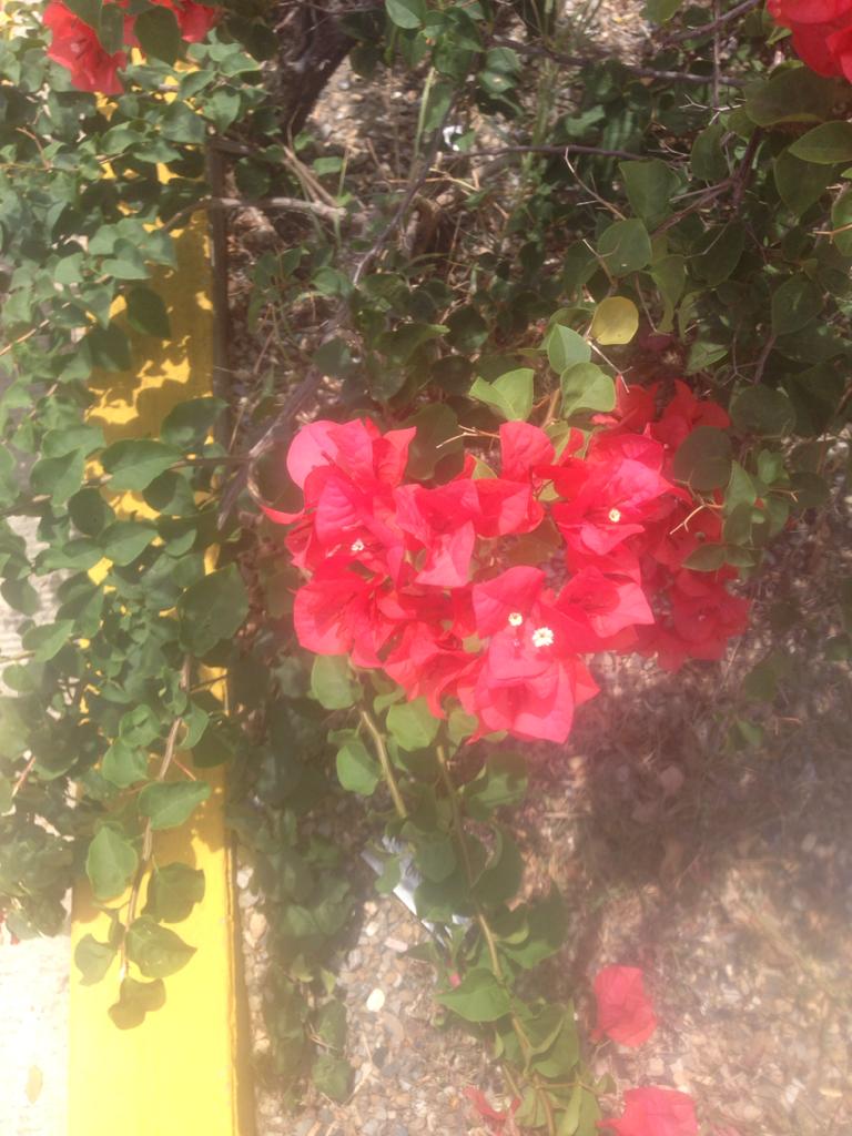 Variaciones de color, en las hojas y brácteas del género Bougainvillea. —  Hive