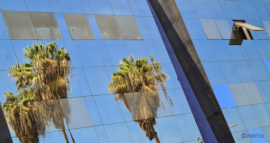reflections-palms-001.jpg