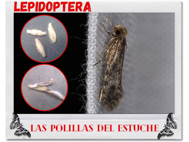 Lepidoptera portada.png