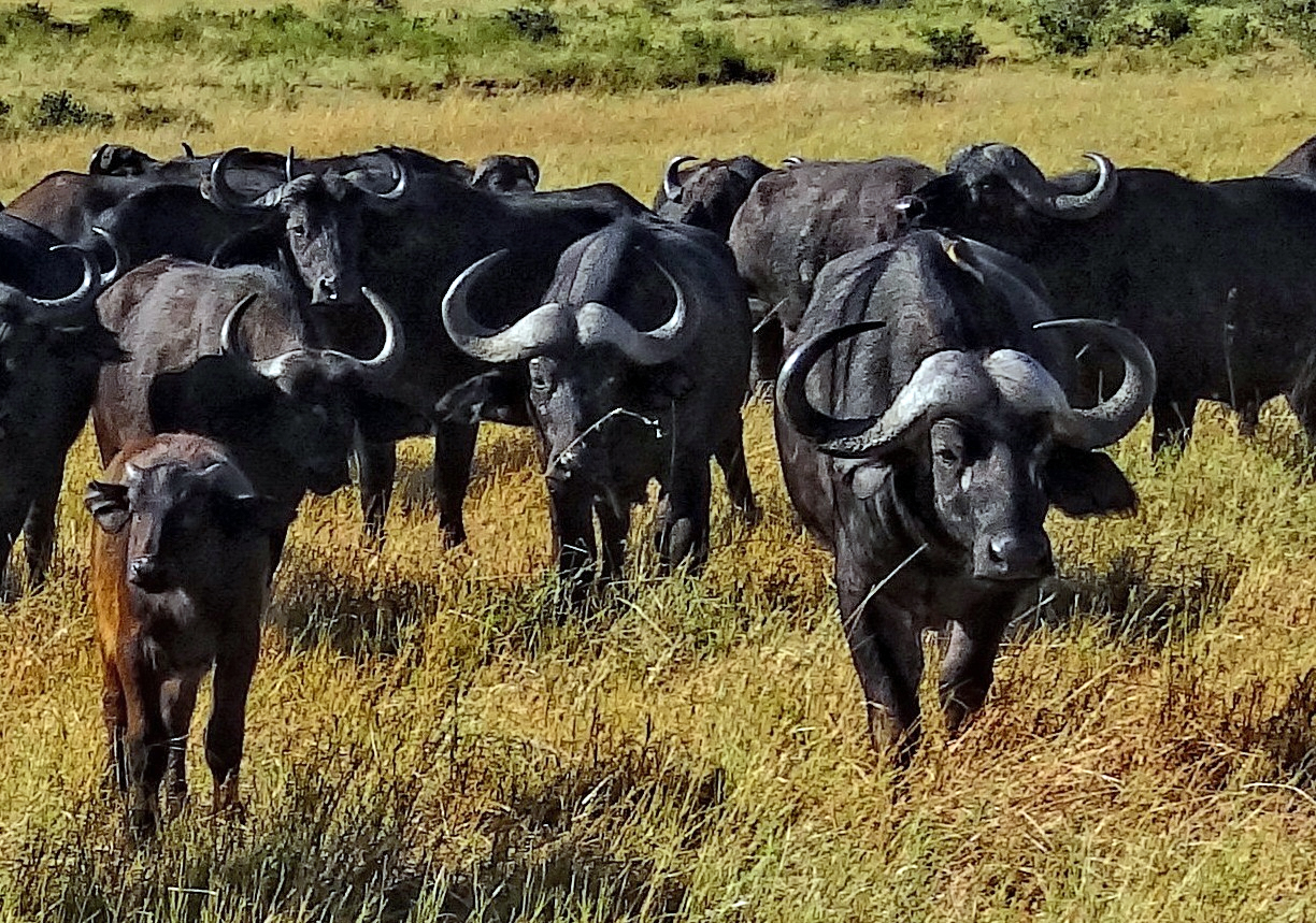 Syncerus-caffer-Masaai-Mara-Kenya_crop.jpeg