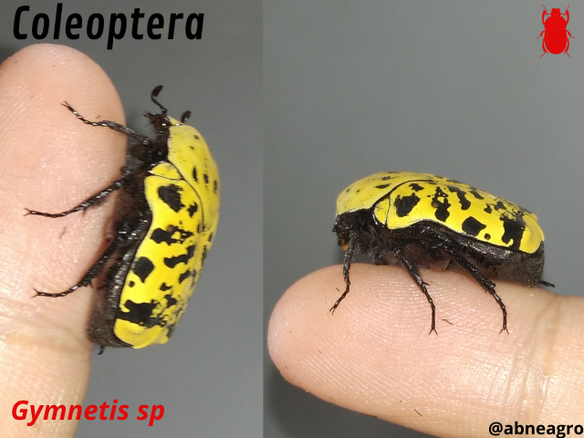 Automeris cf. jucunda (3).png