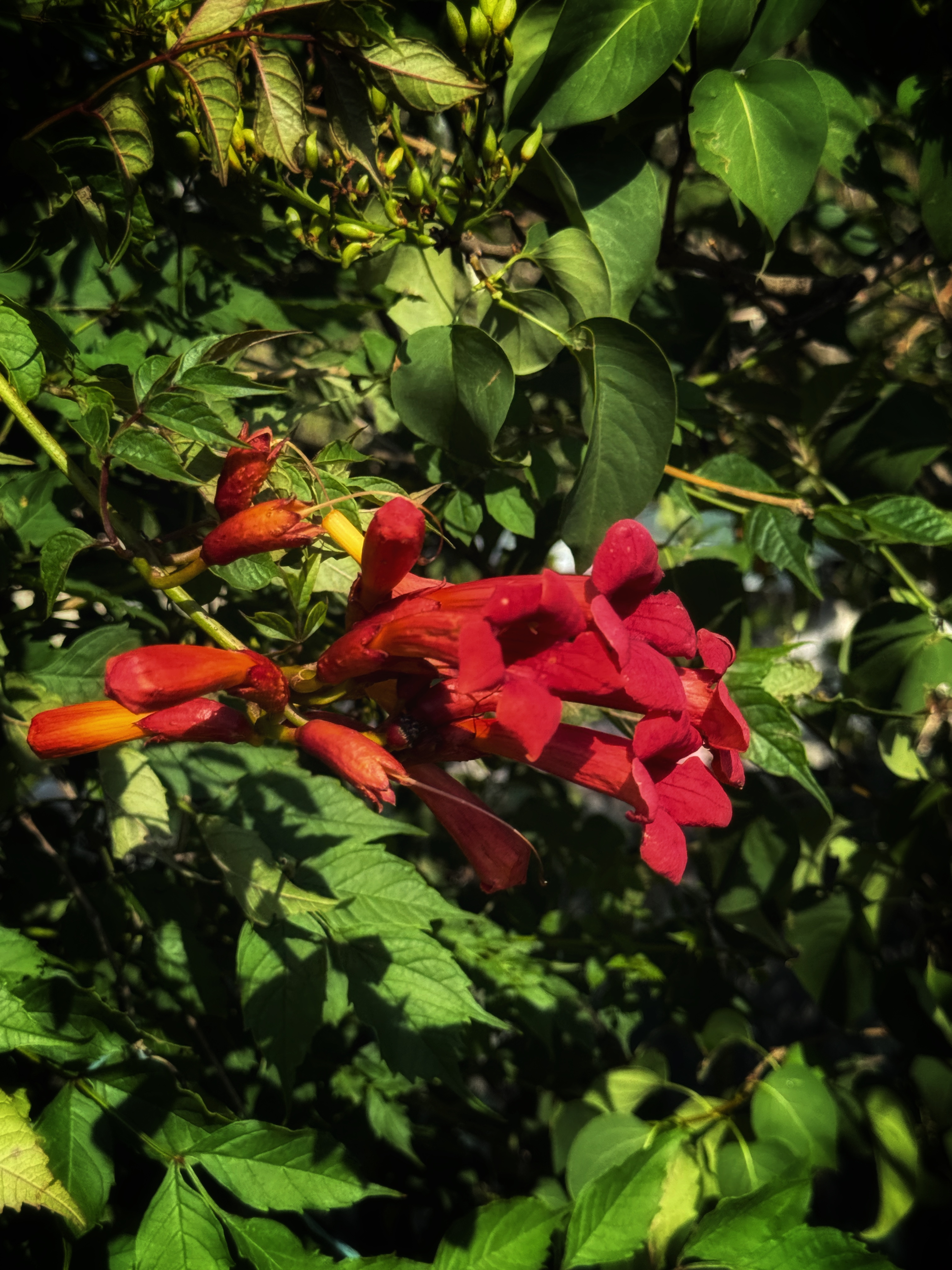 IMG_4286.jpeg