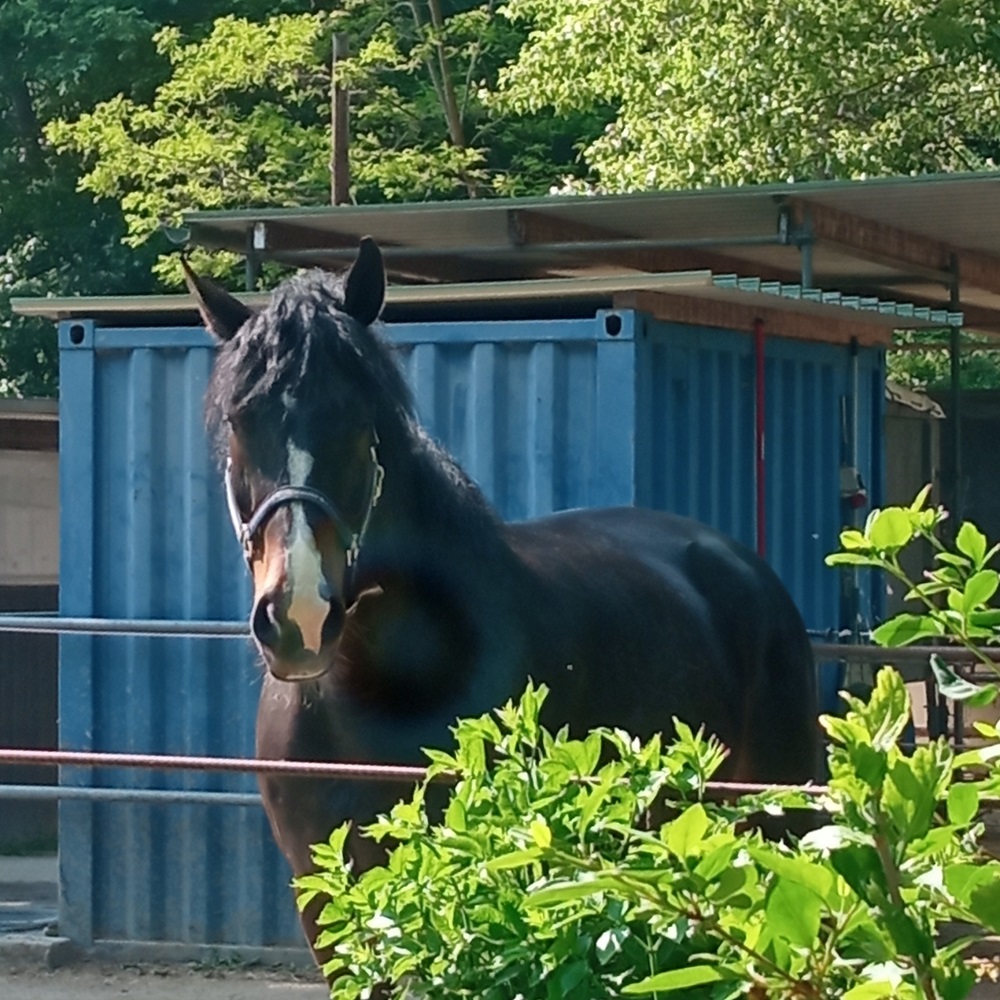 Decantweg horse stall.jpg