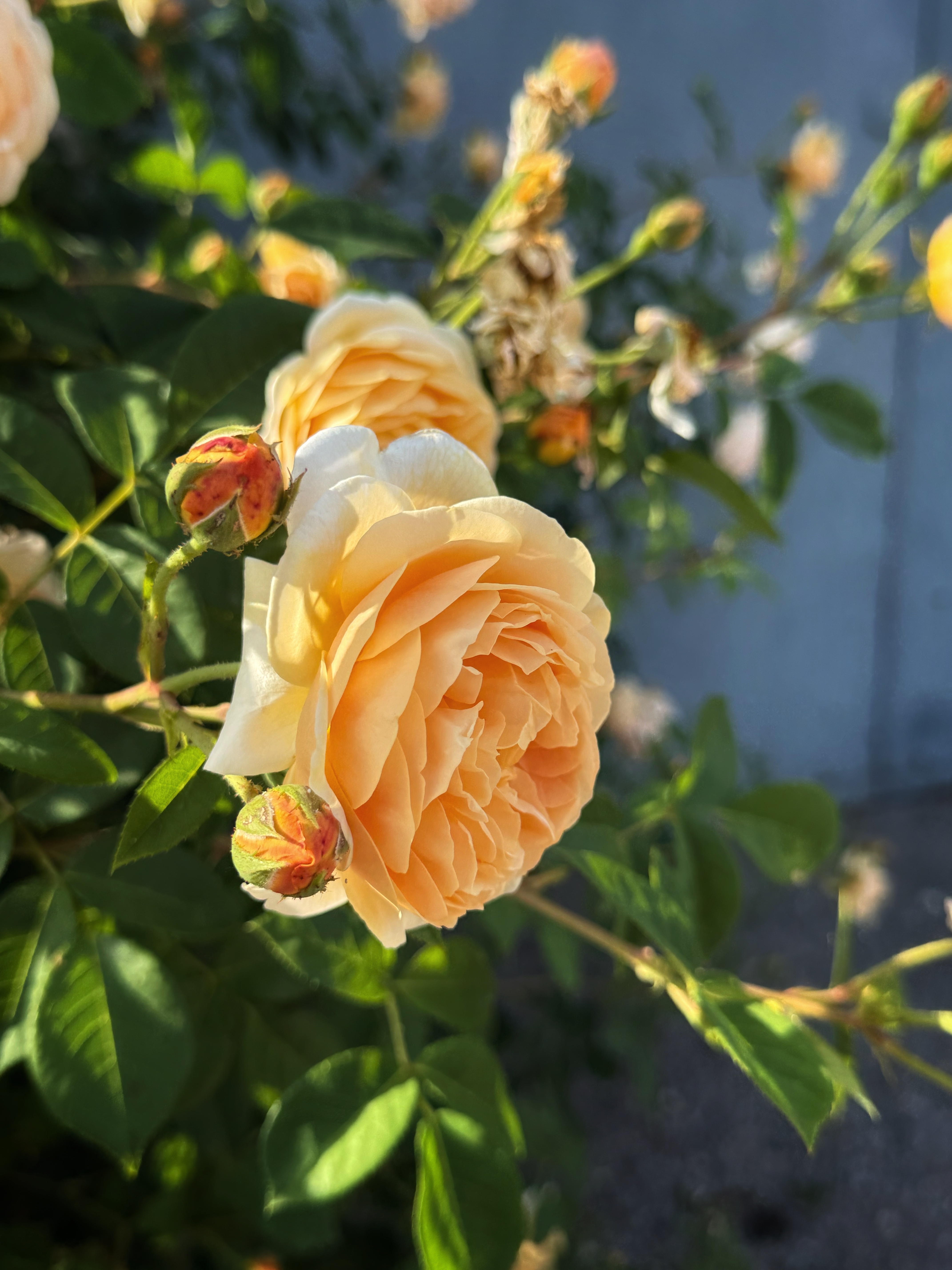 IMG_4069.jpeg