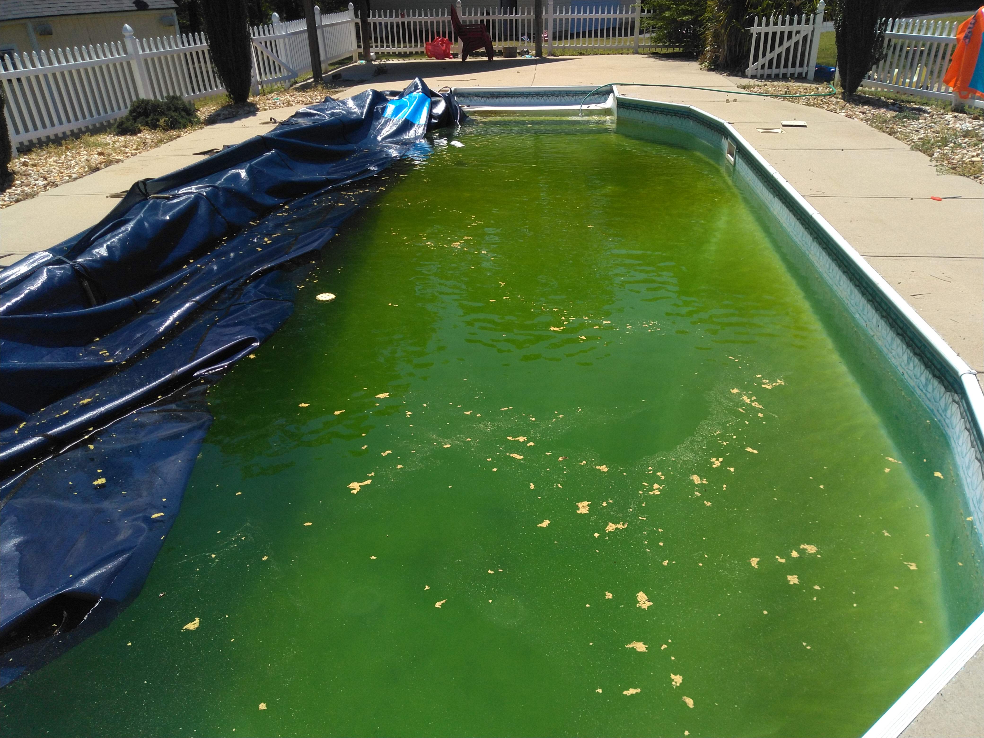 Too Cool For Pool: Reopening the Pool Part 2 - Cleaning it Up — Hive
