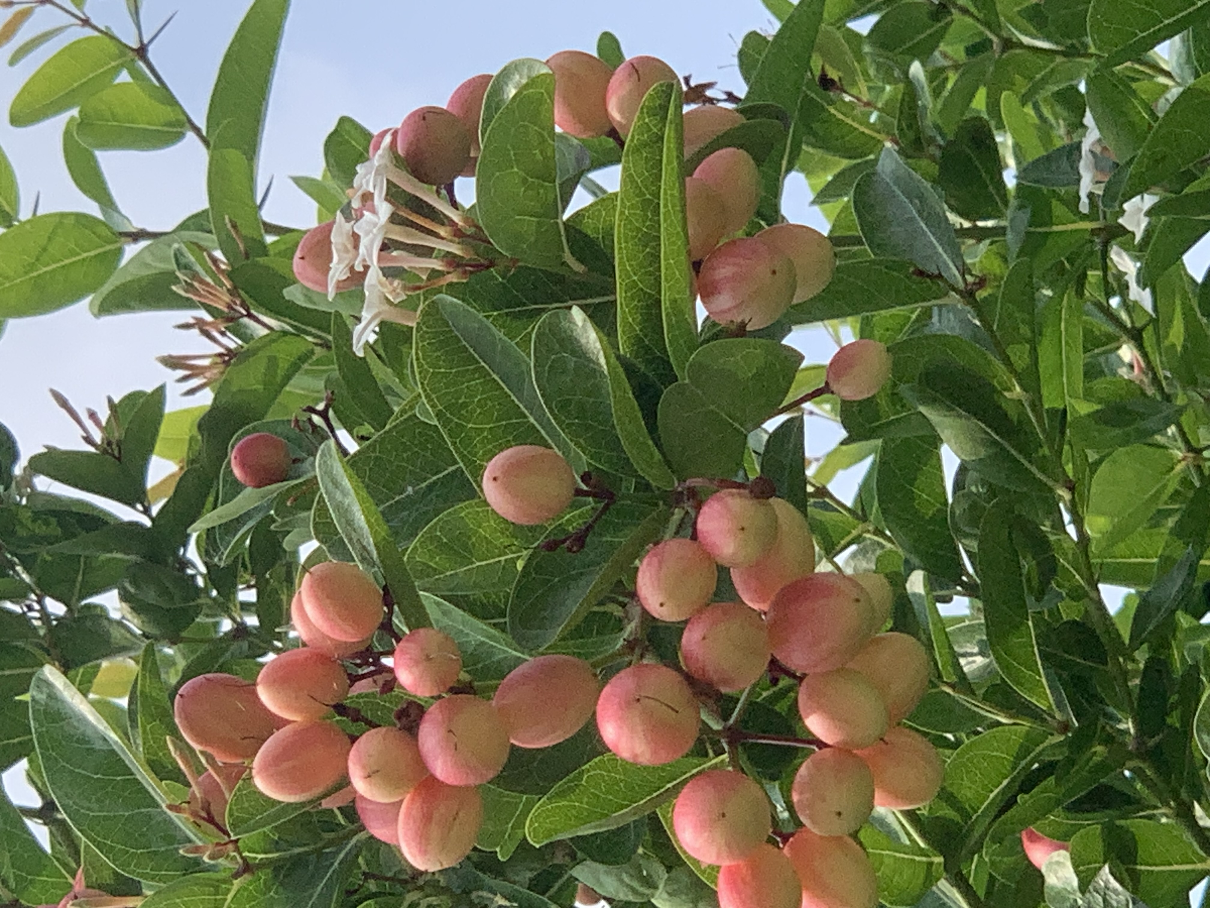 fruit5.jpg