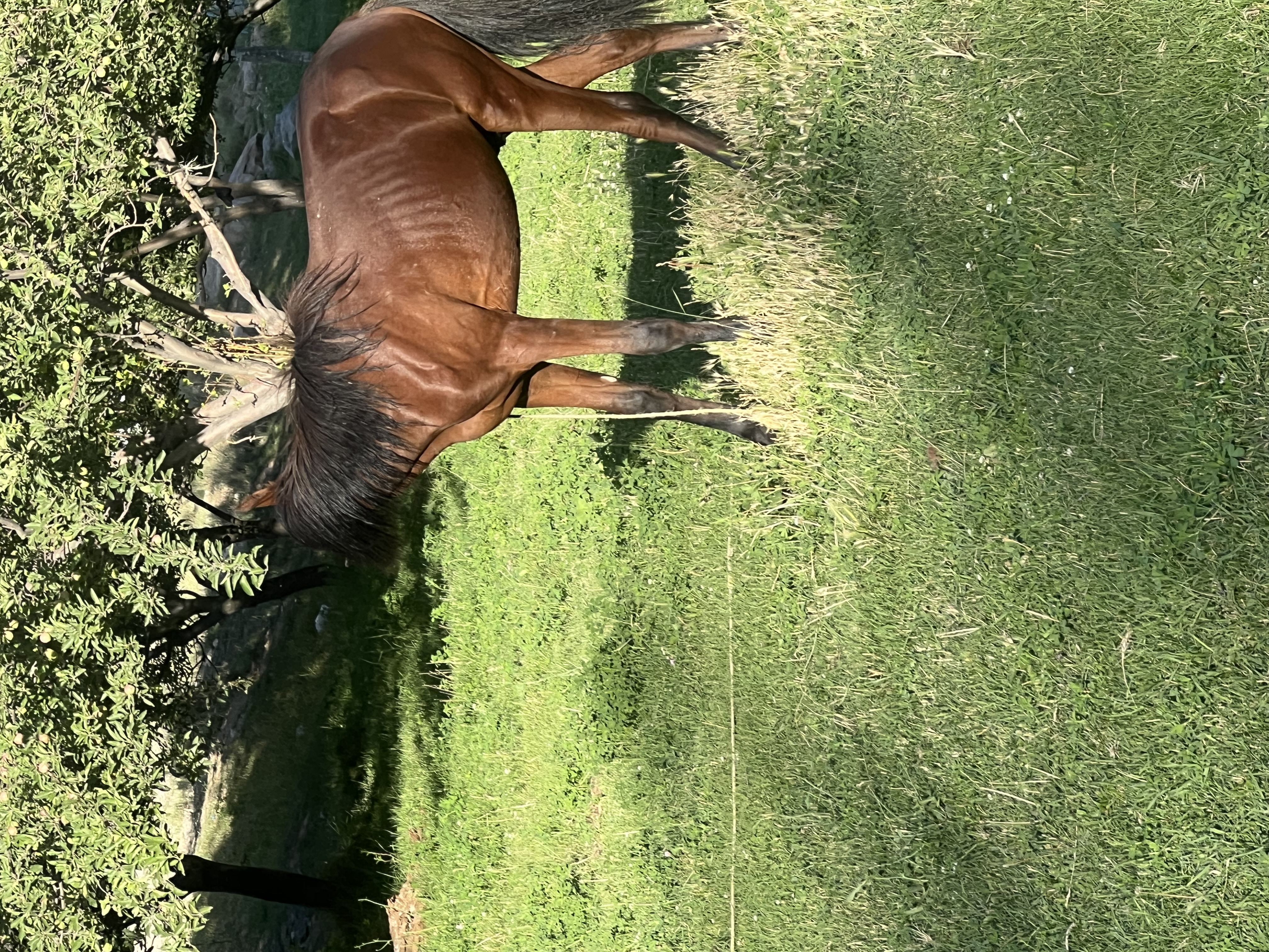 IMG_4301.jpeg