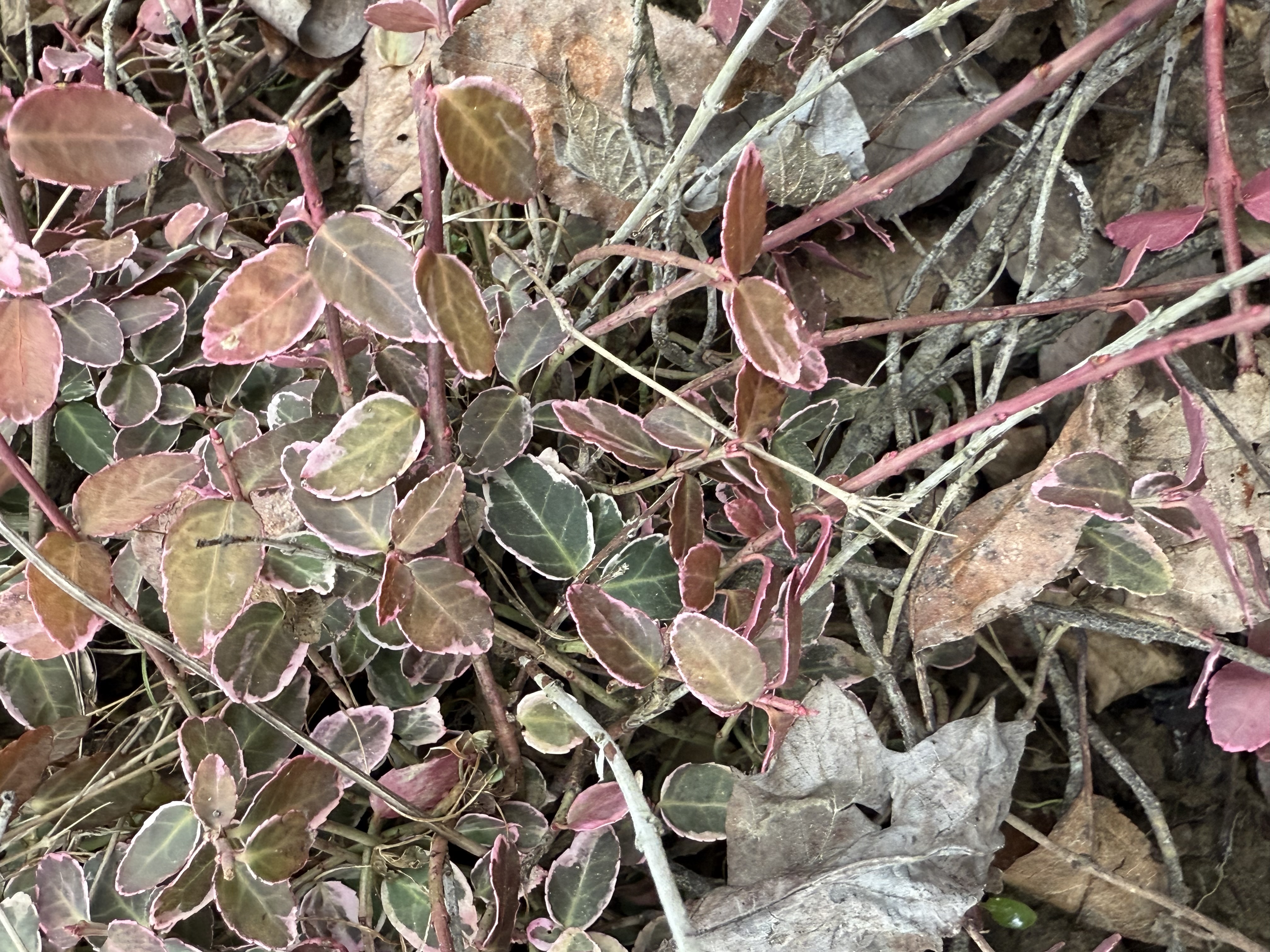 IMG_0003.jpeg