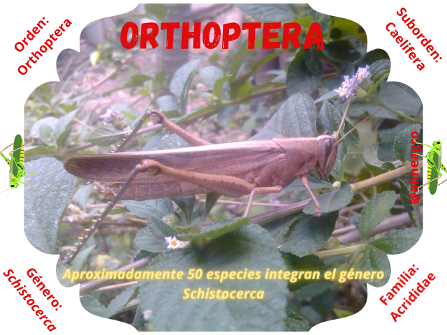 Orthoptera 2.png