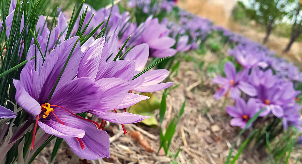 Harvesting saffron gems — Hive