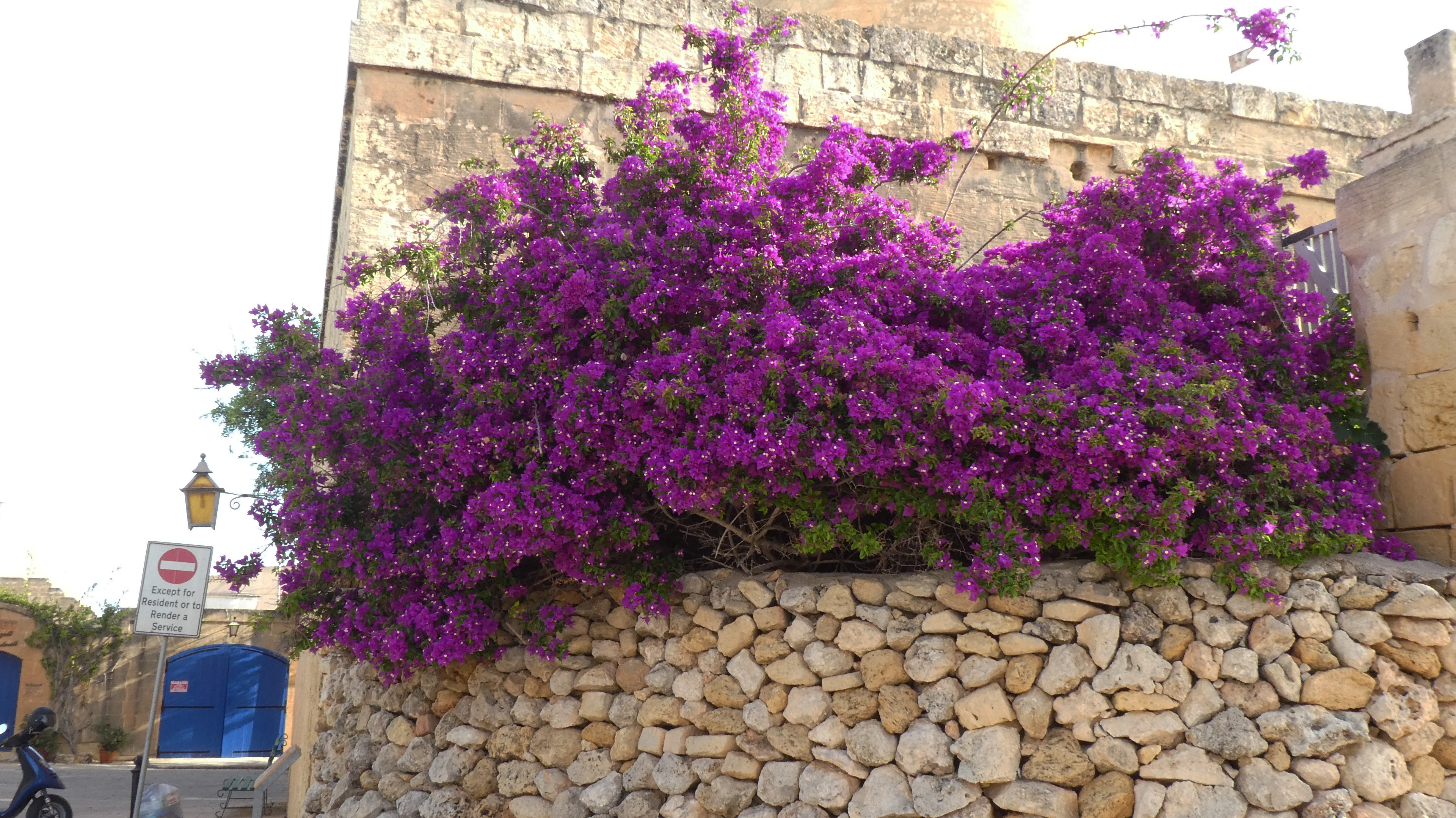 Windmill flowers.jpg