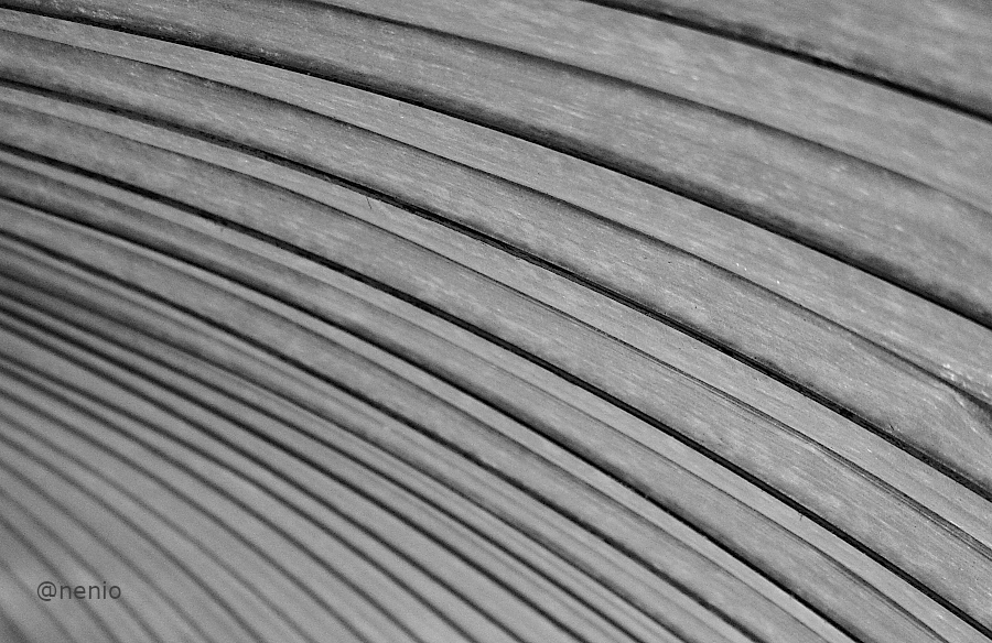 palm-leaf-002-bw.jpg