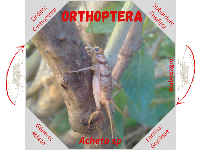 Orden Orthoptera portada.png