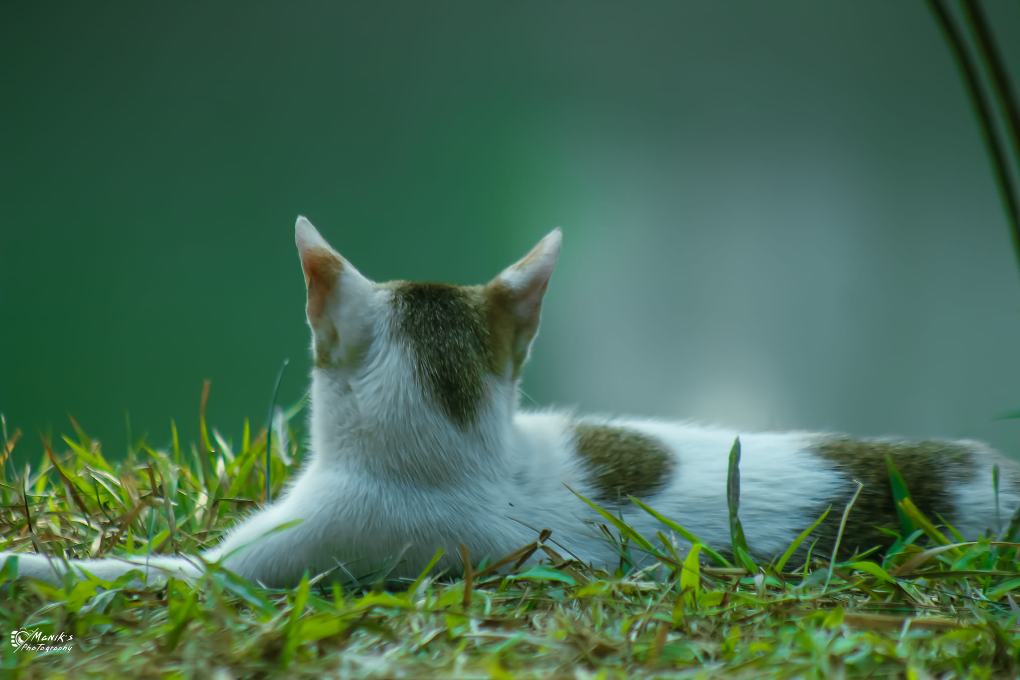 cat (1).jpg