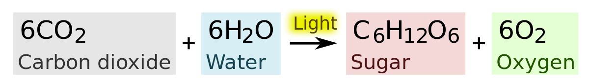 1200px-Photosynthesis_equation.svg.png