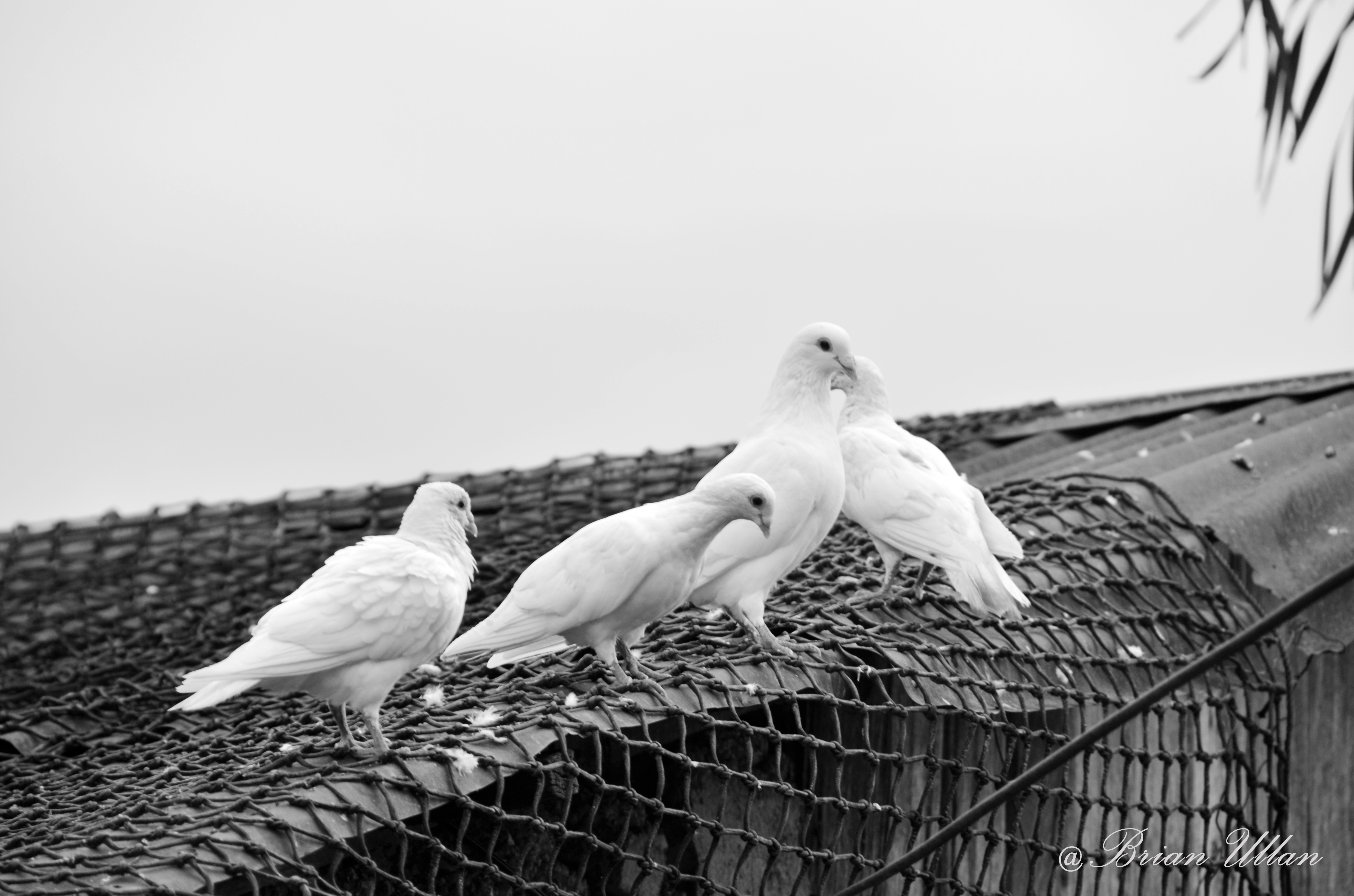 B&W Dove3.jpg