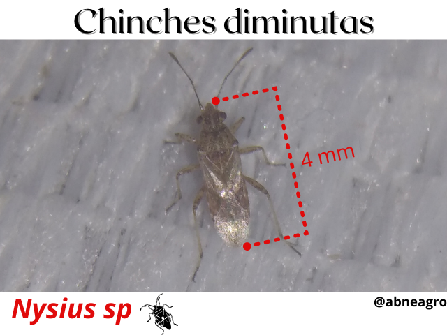 Nysius sp(1).png