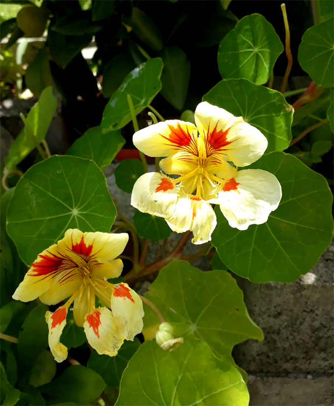 nasturtium.jpg