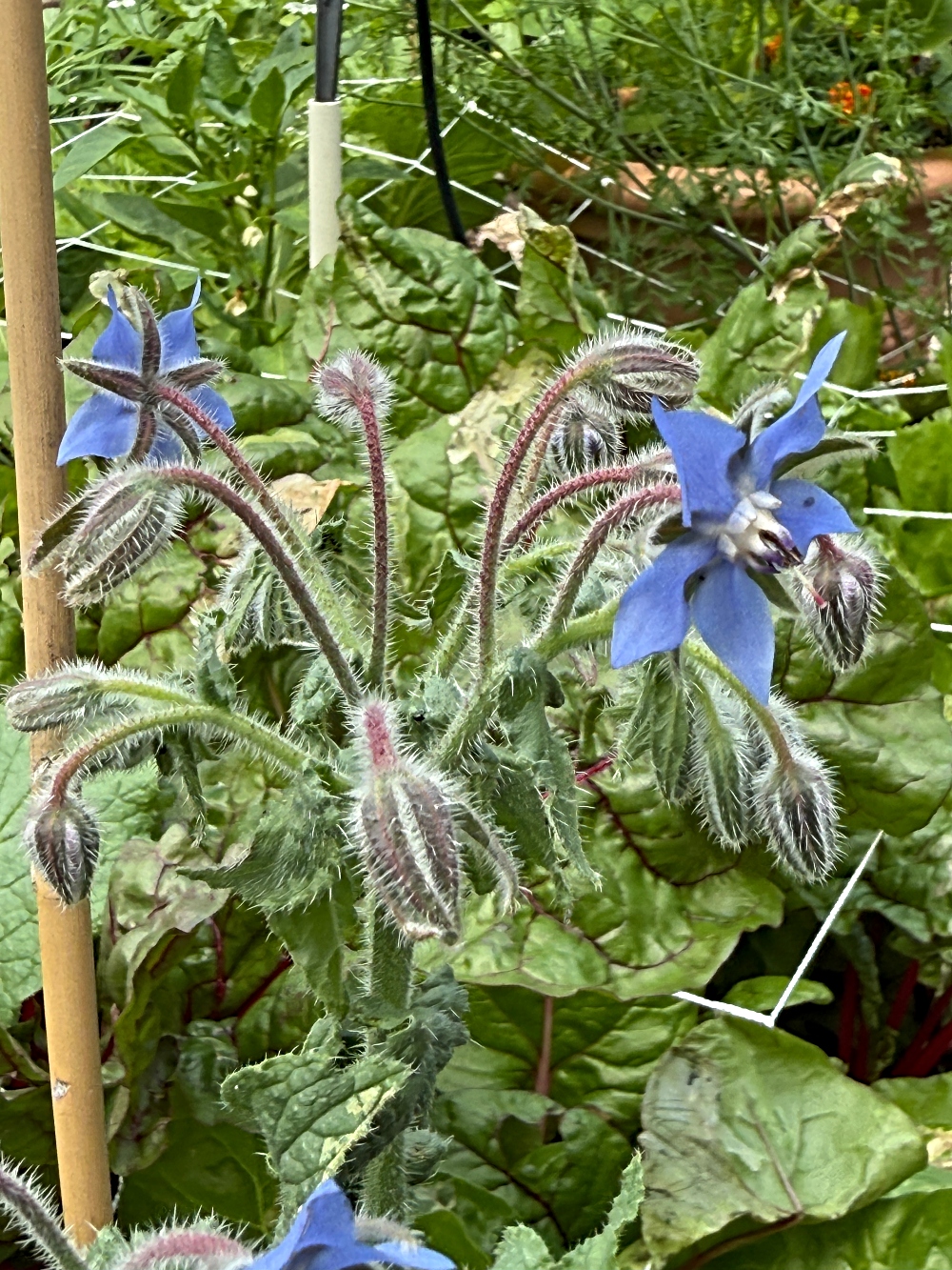 hivegarden-flowers-21 (1).jpg