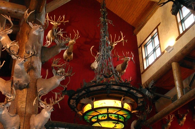 taxidermy-g7b1c42310_640.jpg