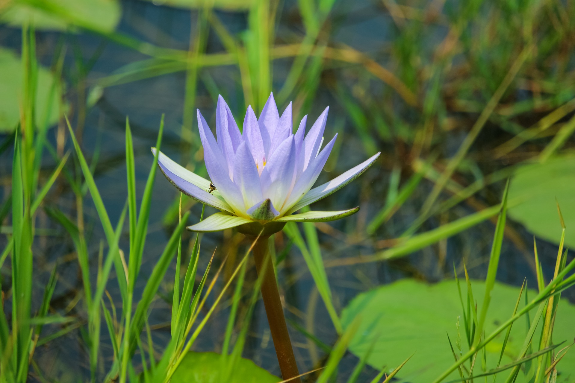 water-lily-3830511_1920.jpg