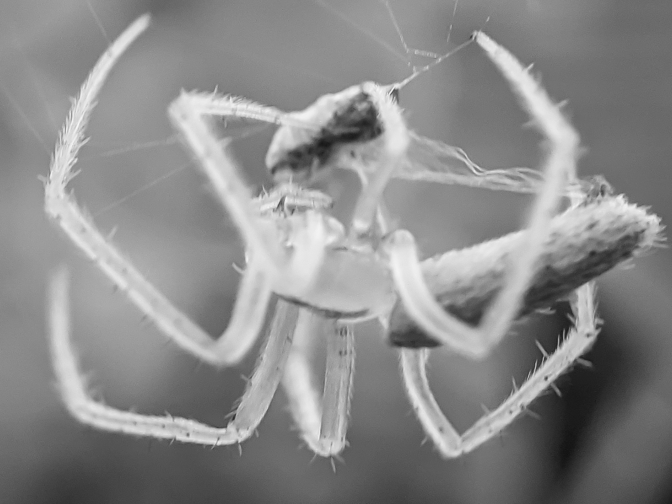spider (4).jpg
