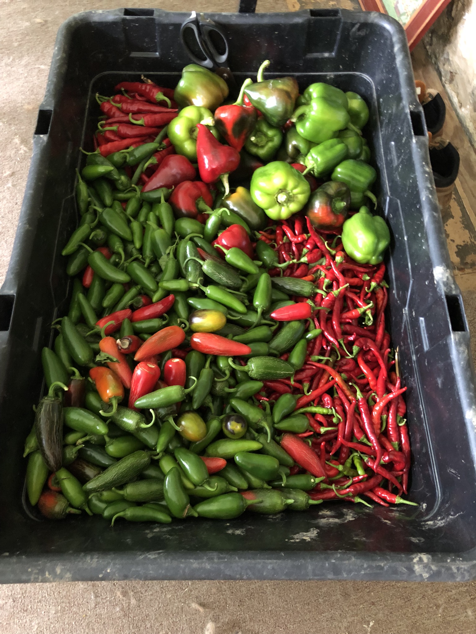 WAGON LOAD  PEPPERS 1.jpeg